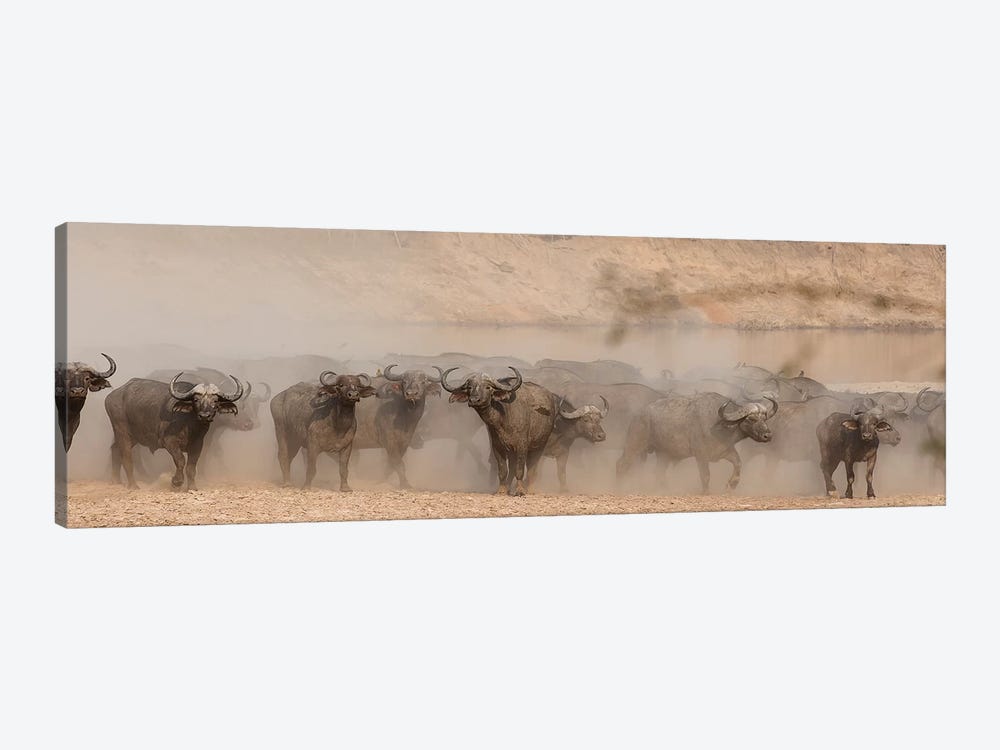Spooked Buffalo by Scott Bennion 1-piece Canvas Wall Art