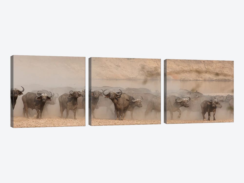 Spooked Buffalo by Scott Bennion 3-piece Canvas Art