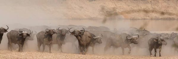 Scott Bennion: Spooked Buffalo by Scott Bennion