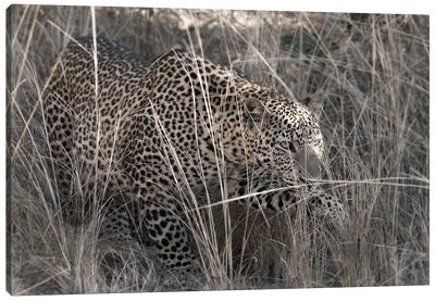 Stalking Leopard Canvas Art Print - Scott Bennion