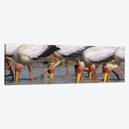 Yellow Billed Storks Fishing Canvas Print #SCB73} by Scott Bennion Canvas Art