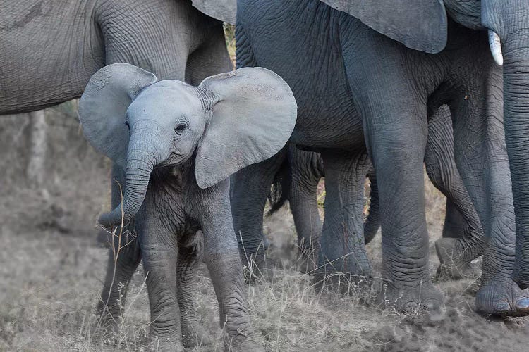 Young Elephant by Scott Bennion wall art