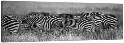 Zebra Patterns Canvas Art Print - Scott Bennion