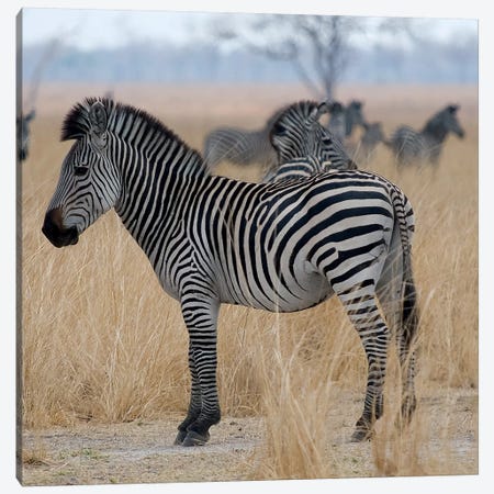Zebras At A Glance Canvas Print #SCB80} by Scott Bennion Art Print