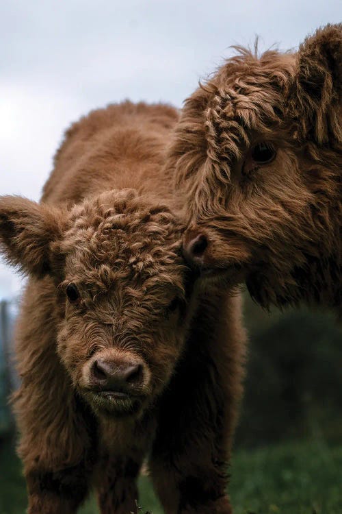 Wooly Cow Babies Playing