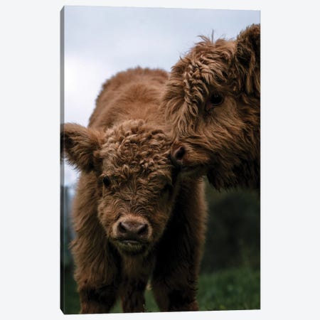 Wooly Cow Babies Playing Canvas Print #SCE100} by Michael Schauer Canvas Print