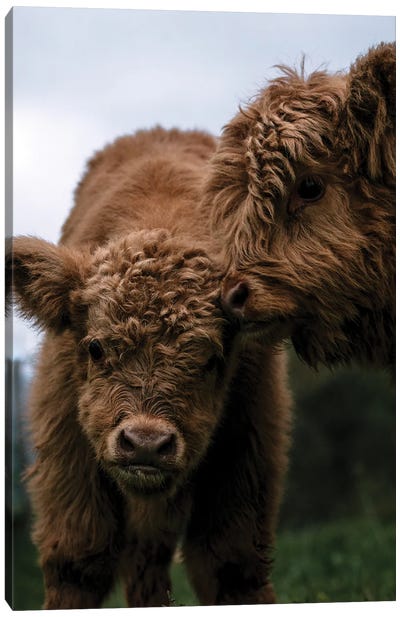 Wooly Cow Babies Playing Canvas Art Print - Michael Schauer