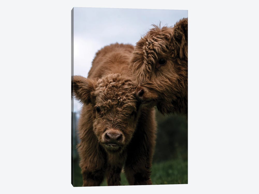 Wooly Cow Babies Playing by Michael Schauer 1-piece Art Print