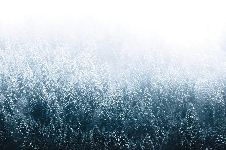 Minimalist Forest Covered In Snow And Fog