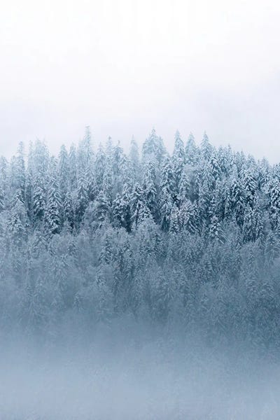 Minimalist And Moody Forest Covered In Snow And Fog