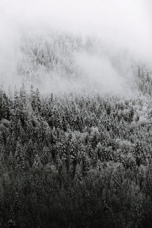 Minimalist And Moody Forest Covered In Snow And Fog - Black And White