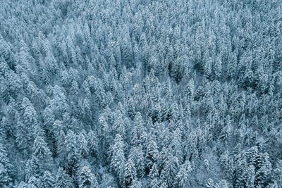 Frozen Winter Pine Forest From Above by Michael Schauer framed wall art