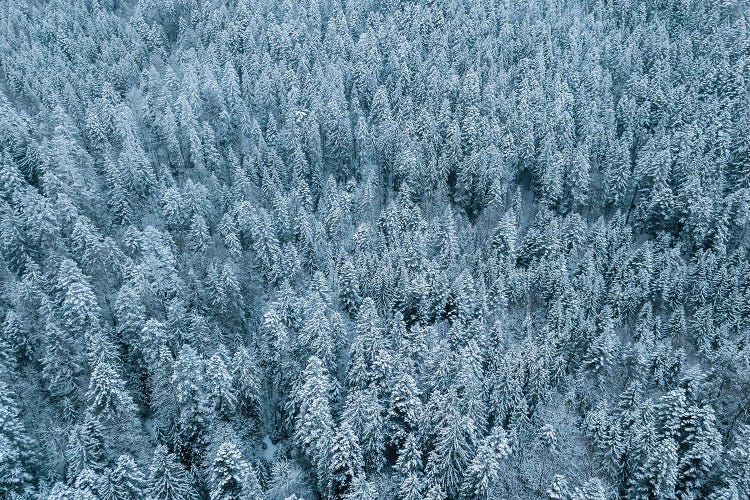 Frozen Winter Pine Forest From Above