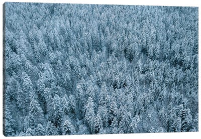 Frozen Winter Pine Forest From Above Canvas Art Print - Michael Schauer