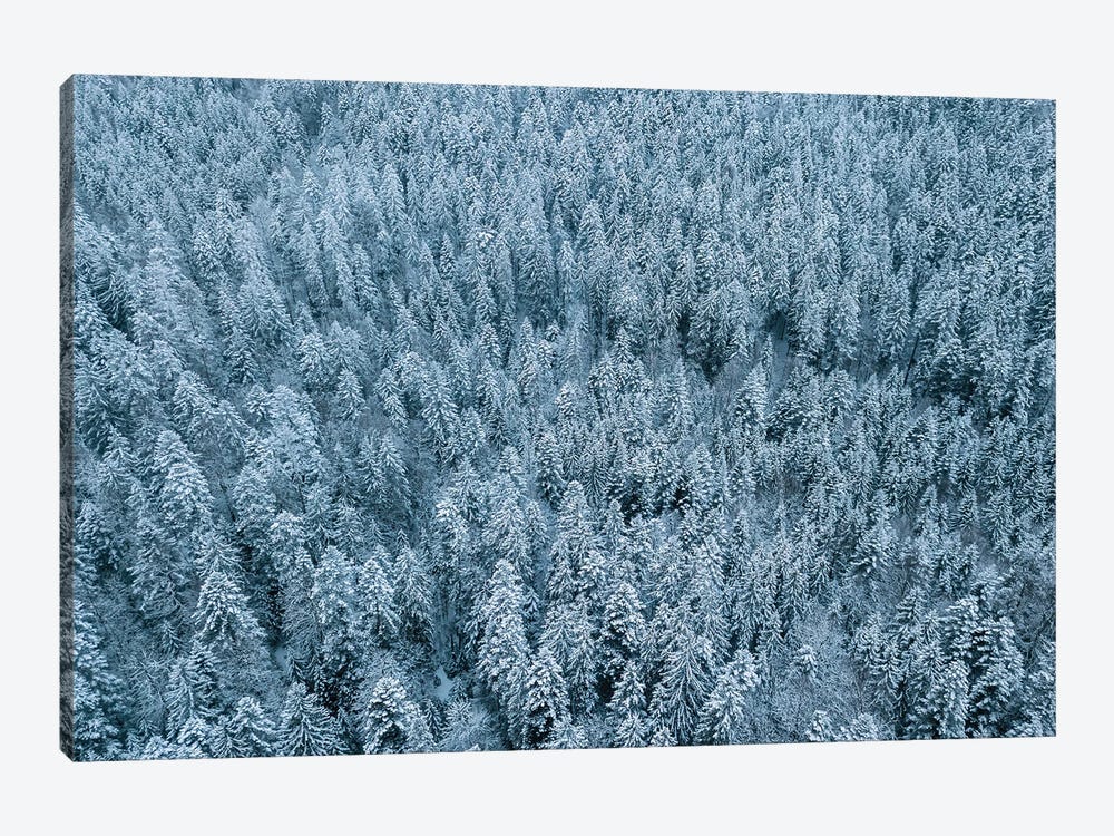 Frozen Winter Pine Forest From Above by Michael Schauer 1-piece Canvas Wall Art