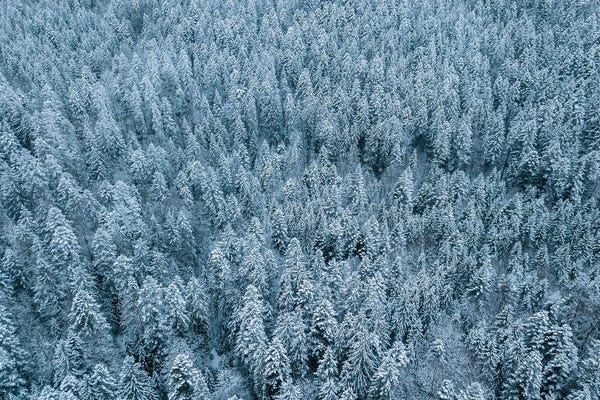 Frozen Winter Pine Forest From Above