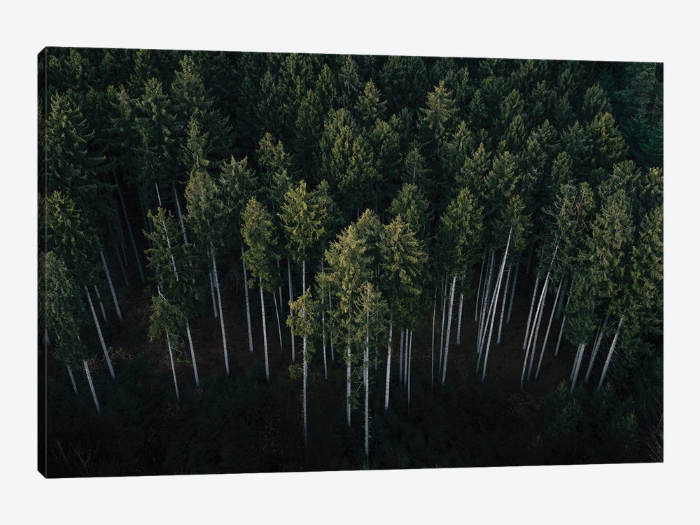 Minimalist Pine Forest From Above by Michael Schauer 1-piece Canvas Print