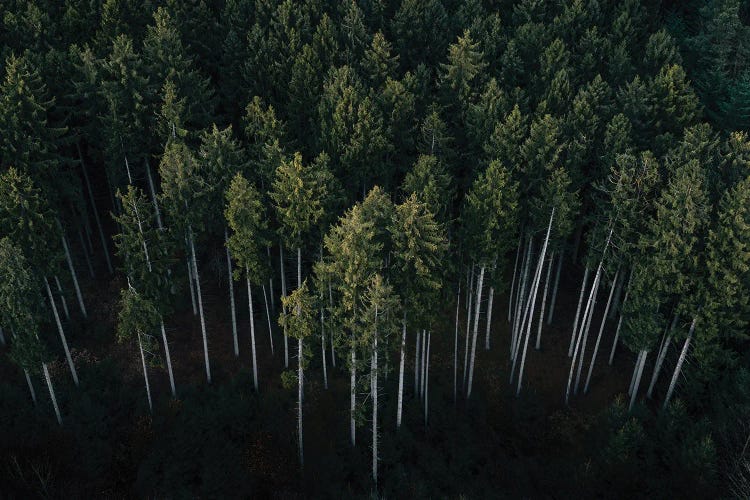 Minimalist Pine Forest From Above