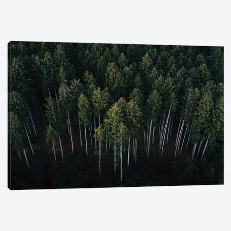Minimalist Pine Forest From Above Canvas Print #SCE128} by Michael Schauer Canvas Art Print