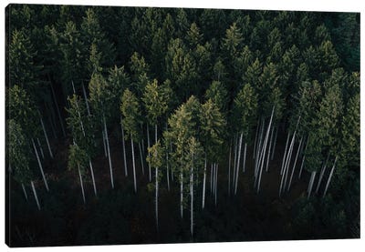 Minimalist Pine Forest From Above Canvas Art Print - Aerial Photography
