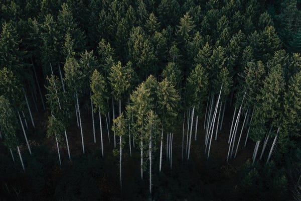 Michael Schauer: Minimalist Pine Forest From Above by Michael Schauer