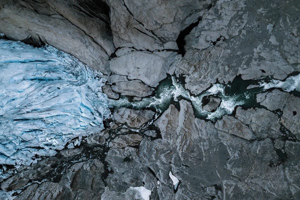 Michael Schauer: Frozen Ice Rose by Michael Schauer