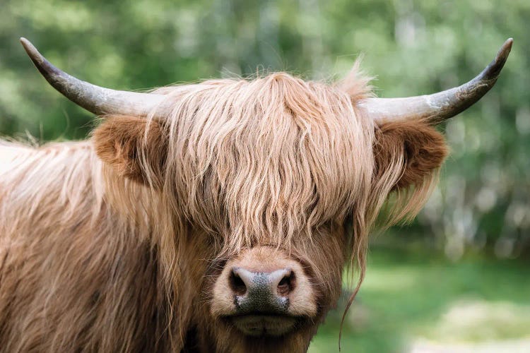 Portrait Of A Scottish Wooly Highland Cow In Norway