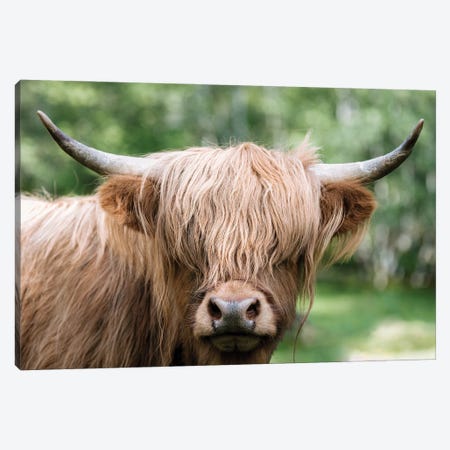 Portrait Of A Scottish Wooly Highland Cow In Norway Canvas Print #SCE135} by Michael Schauer Art Print