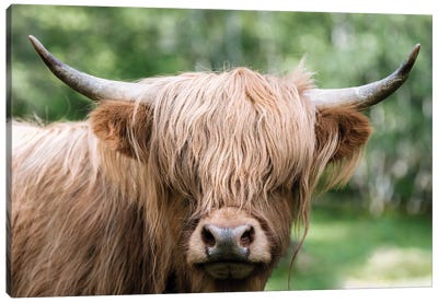 Portrait Of A Scottish Wooly Highland Cow In Norway Canvas Art Print - Michael Schauer