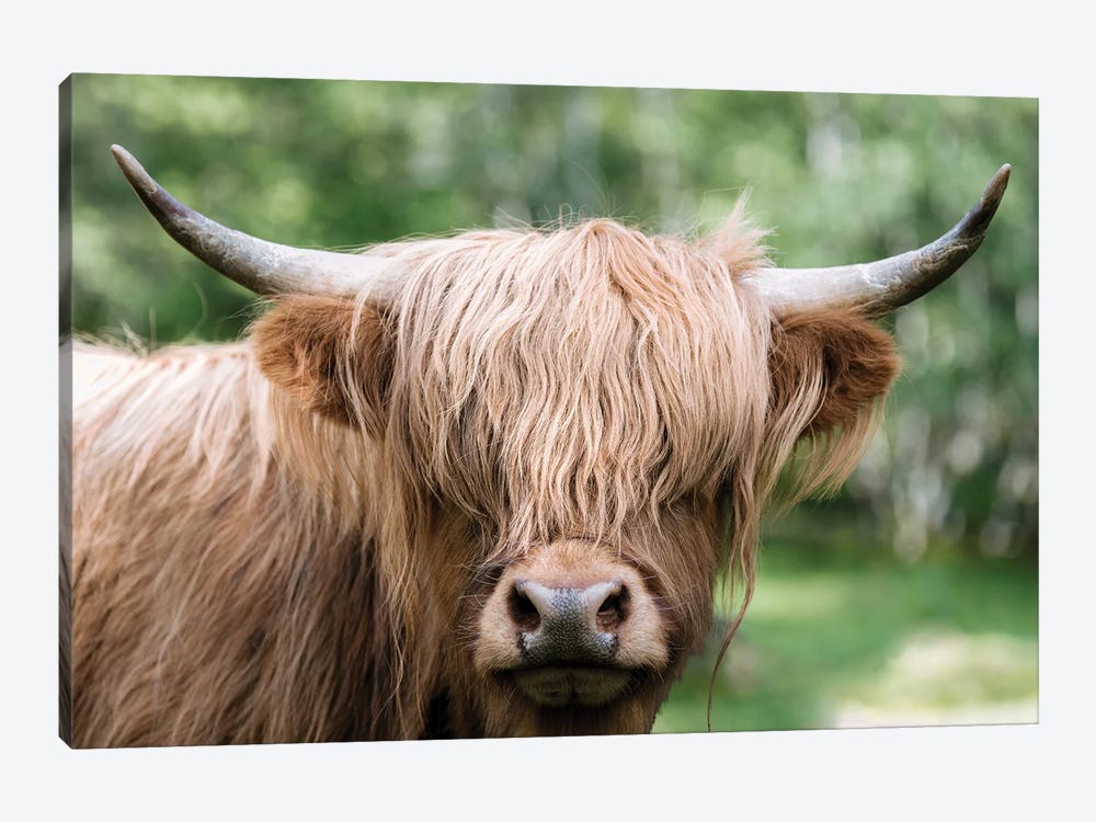 Portrait Of A Scottish Wooly Highland Cow In Norway by Michael Schauer 1-piece Art Print