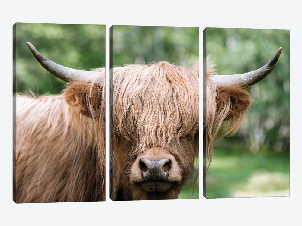 Portrait Of A Scottish Wooly Highland Cow In Norway by Michael Schauer 3-piece Canvas Print