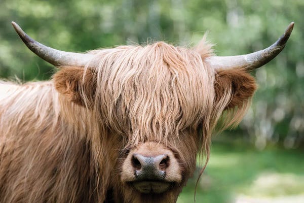 Michael Schauer: Portrait Of A Scottish Wooly Highland Cow In Norway by Michael Schauer