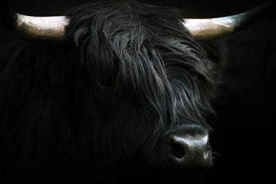 Portrait Of A Black Scottish Wooly Highland Cow In Norway by Michael Schauer art print