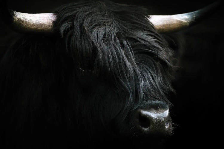 Portrait Of A Black Scottish Wooly Highland Cow In Norway