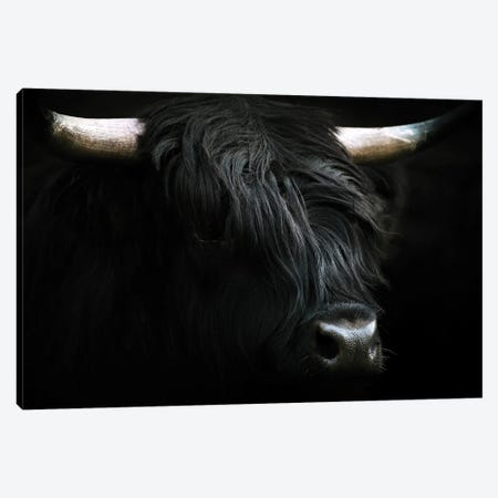 Portrait Of A Black Scottish Wooly Highland Cow In Norway Canvas Print #SCE140} by Michael Schauer Canvas Art Print