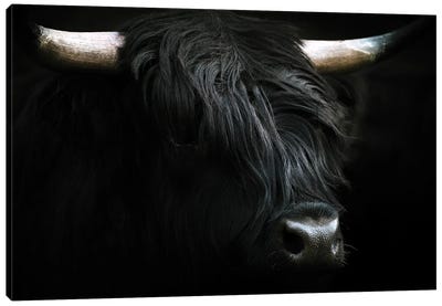 Portrait Of A Black Scottish Wooly Highland Cow In Norway Canvas Art Print - Michael Schauer