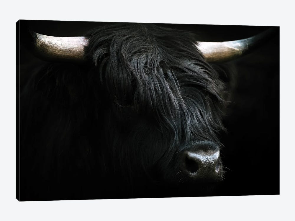 Portrait Of A Black Scottish Wooly Highland Cow In Norway by Michael Schauer 1-piece Canvas Art Print