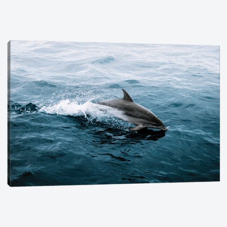 Dolphin Emerging From The Ocean Canvas Print #SCE141} by Michael Schauer Canvas Print