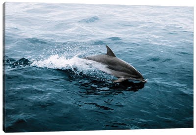 Dolphin Emerging From The Ocean Canvas Art Print - Michael Schauer