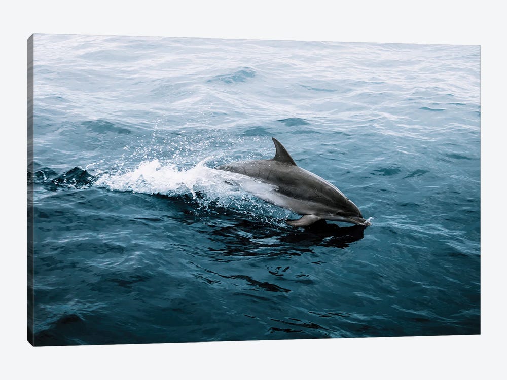 Dolphin Emerging From The Ocean by Michael Schauer 1-piece Canvas Wall Art