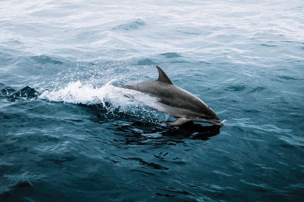 Michael Schauer: Dolphin Emerging From The Ocean by Michael Schauer