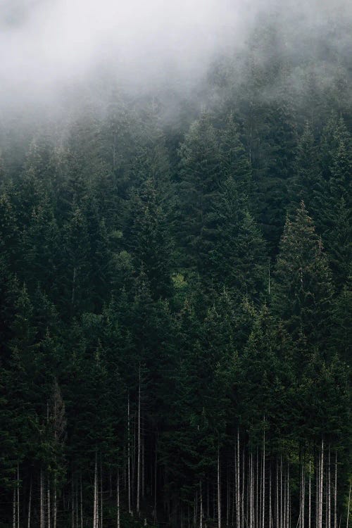 Moody Mountain Forest Covered In Fog