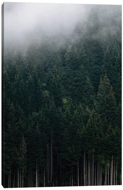 Moody Mountain Forest Covered In Fog Canvas Art Print - Michael Schauer