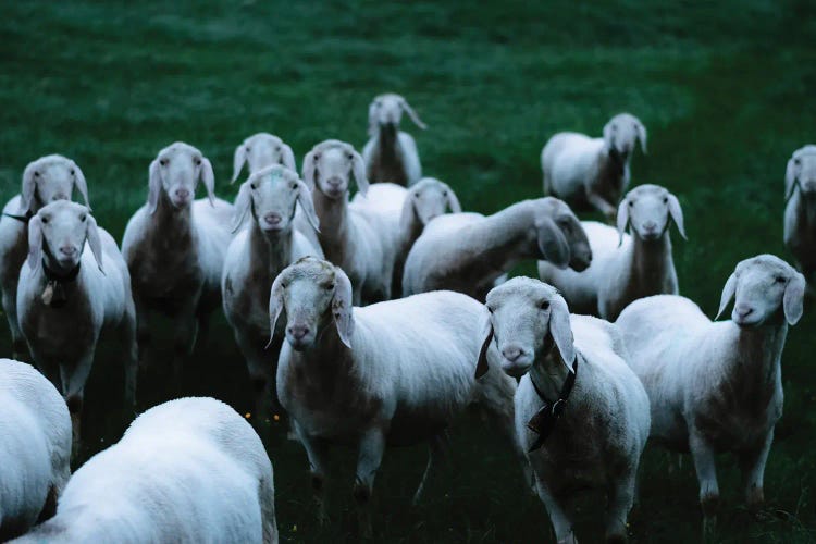 Flock Of Sheep On A Meadow by Michael Schauer wall art