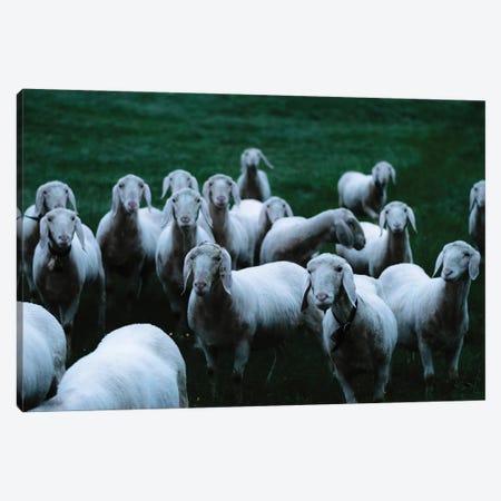 Flock Of Sheep On A Meadow Canvas Print #SCE14} by Michael Schauer Canvas Wall Art
