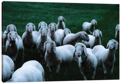 Flock Of Sheep On A Meadow Canvas Art Print - Michael Schauer