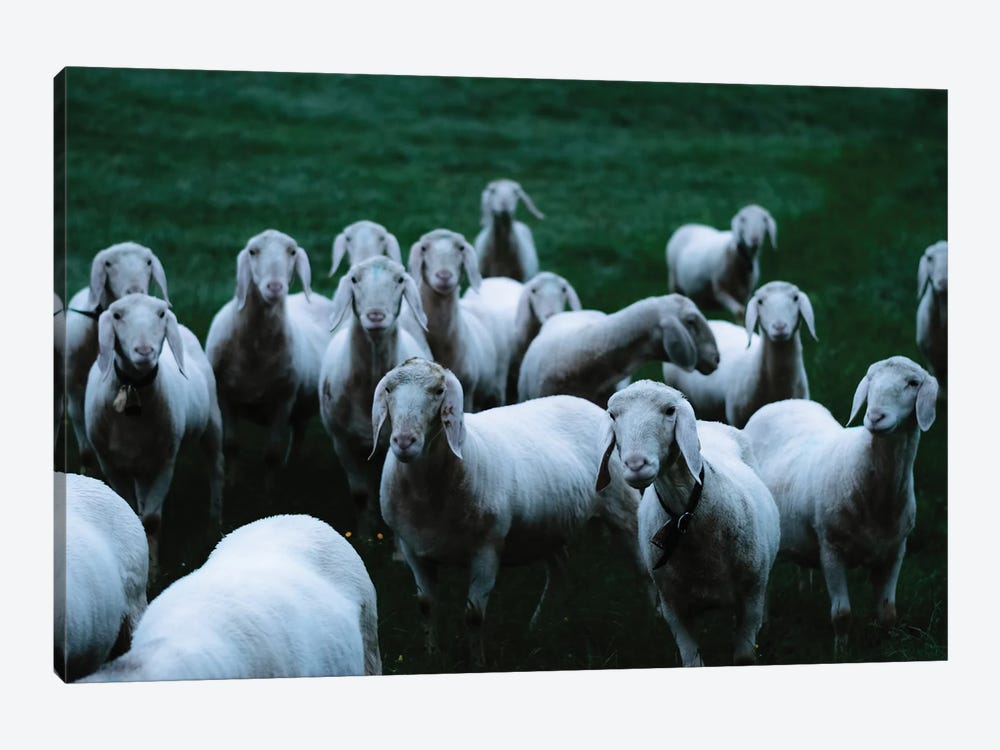 Flock Of Sheep On A Meadow by Michael Schauer 1-piece Canvas Print