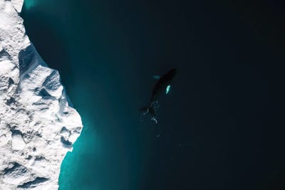 Lone Humpback Whale In Front Of A Glacier In Greenland by Michael Schauer framed wall art