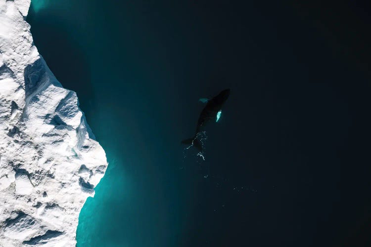 Lone Humpback Whale In Front Of A Glacier In Greenland