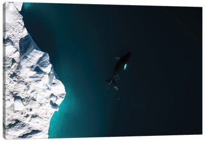 Lone Humpback Whale In Front Of A Glacier In Greenland Canvas Art Print - Glacier & Iceberg Art